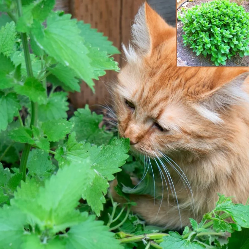 Harvesting and Using Your Catnip